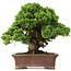 Juniperus chinensis Itoigawa, 34 cm, ± 25 years old