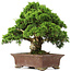 Juniperus chinensis Itoigawa, 34 cm, ± 25 jaar oud