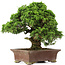 Juniperus chinensis Itoigawa, 34 cm, ± 25 jaar oud