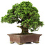Juniperus chinensis Itoigawa, 34 cm, ± 25 years old