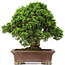 Juniperus chinensis Itoigawa, 34 cm, ± 25 years old