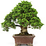 Juniperus chinensis Itoigawa, 34 cm, ± 25 years old