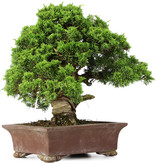 Juniperus chinensis Itoigawa, 34 cm, ± 25 jaar oud