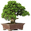 Juniperus chinensis Itoigawa, 34 cm, ± 25 jaar oud