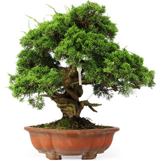 Juniperus chinensis Itoigawa, 37 cm, ± 25 anni