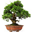 Juniperus chinensis Itoigawa, 37 cm, ± 25 years old