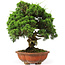 Juniperus chinensis Itoigawa, 37 cm, ± 25 Jahre alt