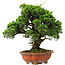 Juniperus chinensis Itoigawa, 37 cm, ± 25 years old