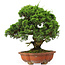 Juniperus chinensis Itoigawa, 37 cm, ± 25 Jahre alt