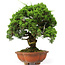 Juniperus chinensis Itoigawa, 37 cm, ± 25 Jahre alt