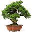 Juniperus chinensis Itoigawa, 37 cm, ± 25 years old