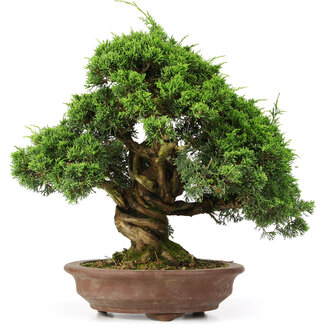 Juniperus chinensis Itoigawa, 32 cm, ± 25 años