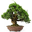 Juniperus chinensis Itoigawa, 32 cm, ± 25 anni