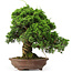 Juniperus chinensis Itoigawa, 32 cm, ± 25 anni