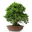 Juniperus chinensis Itoigawa, 32 cm, ± 25 anni