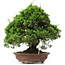 Juniperus chinensis Itoigawa, 32 cm, ± 25 anni