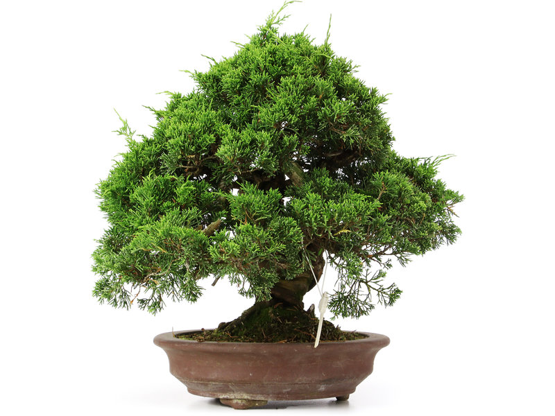 Juniperus chinensis Itoigawa, 32 cm, ± 25 jaar oud