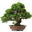 Juniperus chinensis Itoigawa, 32 cm, ± 25 anni