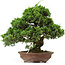 Juniperus chinensis Itoigawa, 32 cm, ± 25 years old