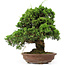 Juniperus chinensis Itoigawa, 32 cm, ± 25 anni