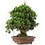 Juniperus chinensis Itoigawa, 32 cm, ± 25 anni