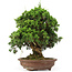 Juniperus chinensis Itoigawa, 32 cm, ± 25 years old