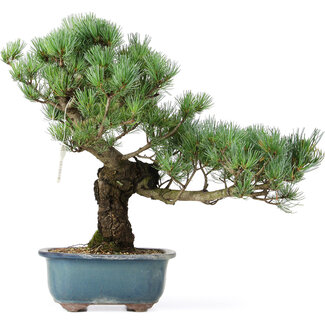 Pinus parviflora, 38 cm, ± 20 jaar oud