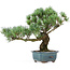 Pinus parviflora, 38 cm, ± 20 jaar oud