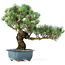 Pinus parviflora, 38 cm, ± 20 jaar oud