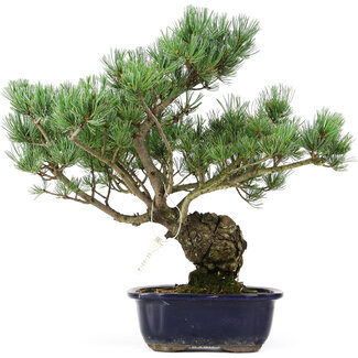 Pinus parviflora, 42 cm, ± 20 Jahre alt