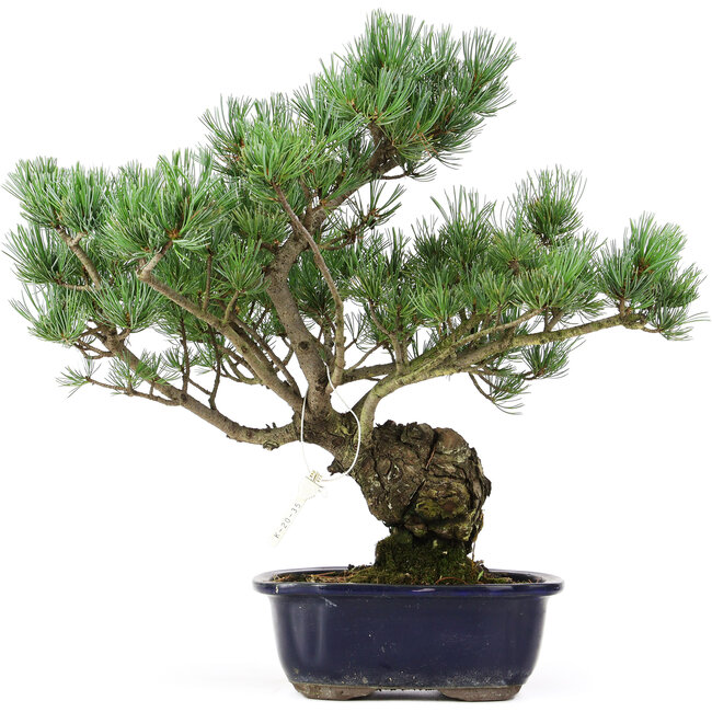 Pinus parviflora, 42 cm, ± 20 jaar oud