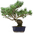 Pinus parviflora, 42 cm, ± 20 jaar oud