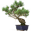 Pinus parviflora, 42 cm, ± 20 anni