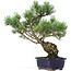 Pinus parviflora, 42 cm, ± 20 jaar oud
