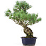 Pinus parviflora, 42 cm, ± 20 anni