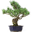 Pinus parviflora, 42 cm, ± 20 jaar oud