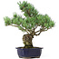 Pinus parviflora, 42 cm, ± 20 years old