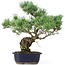 Pinus parviflora, 42 cm, ± 20 jaar oud