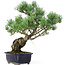 Pinus parviflora, 42 cm, ± 20 jaar oud