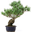 Pinus parviflora, 42 cm, ± 20 jaar oud