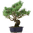 Pinus parviflora, 42 cm, ± 20 jaar oud