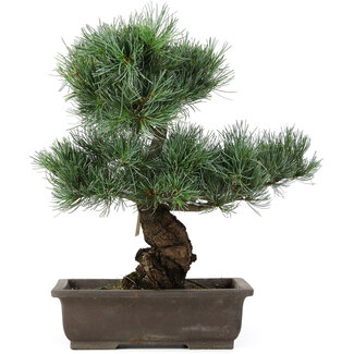 Pinus parviflora, 40 cm, ± 25 Jahre alt