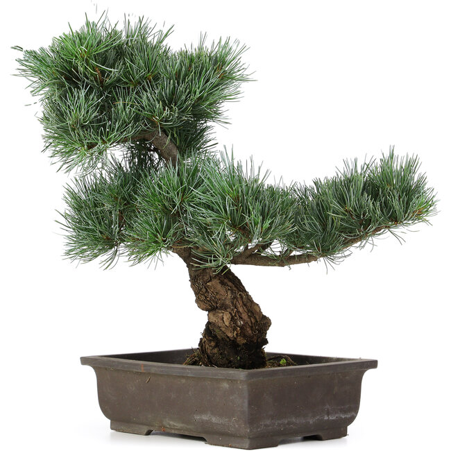 Pinus parviflora, 40 cm, ± 25 jaar oud