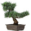 Pinus parviflora, 40 cm, ± 25 Jahre alt