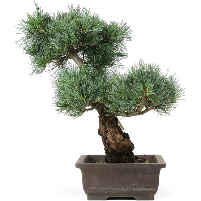 Pinus parviflora, 40 cm, ± 25 ans