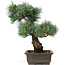 Pinus parviflora, 40 cm, ± 25 jaar oud