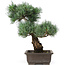 Pinus parviflora, 40 cm, ± 25 years old