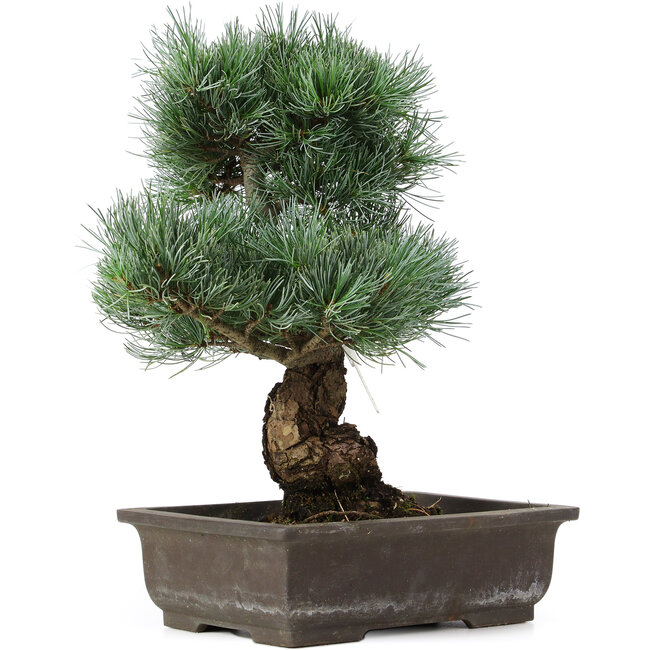 Pinus parviflora, 40 cm, ± 25 años