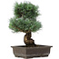 Pinus parviflora, 40 cm, ± 25 Jahre alt