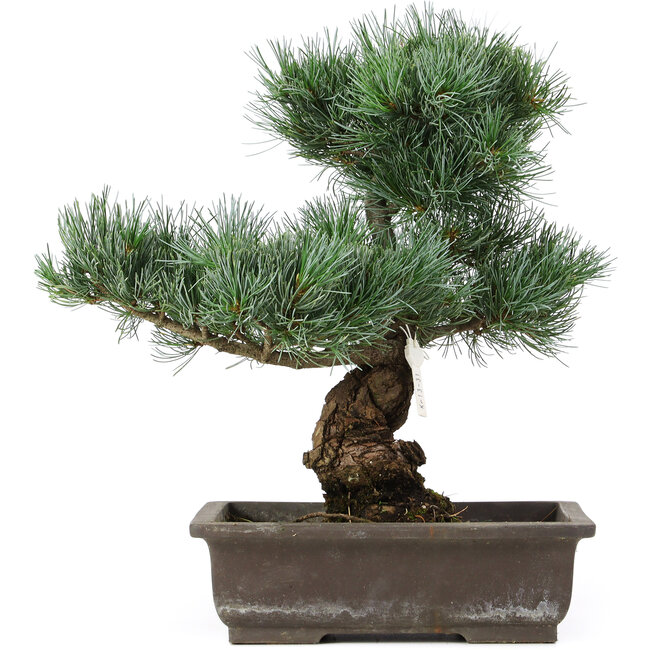 Pinus parviflora, 40 cm, ± 25 Jahre alt
